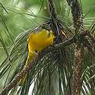Minivet rouge