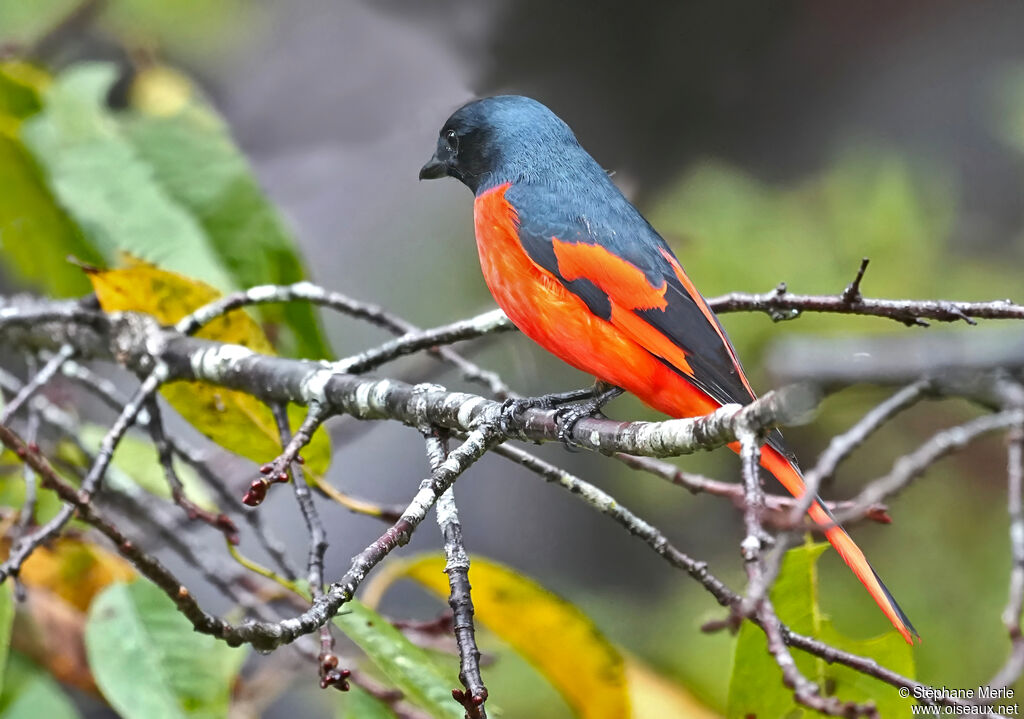 Minivet rouge