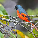 Minivet rouge