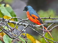 Minivet rouge
