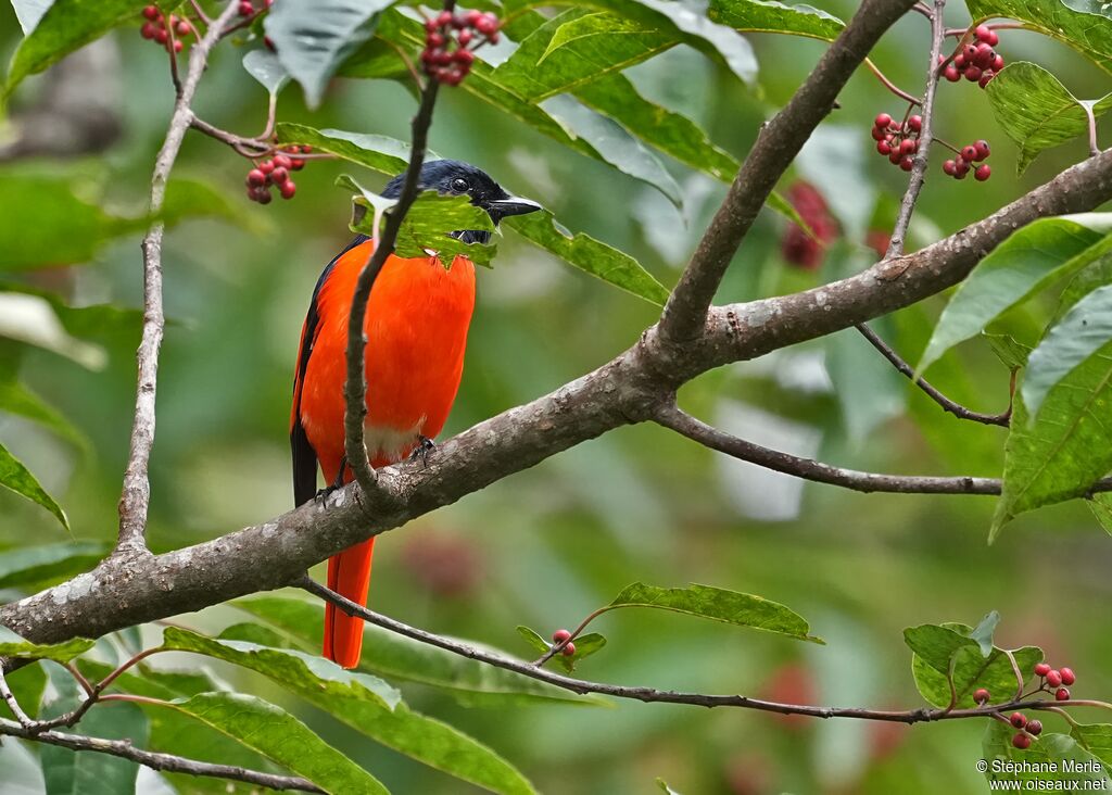Minivet rouge