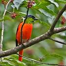 Minivet rouge