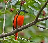 Minivet rouge