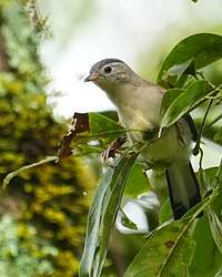 Minla à ailes bleues