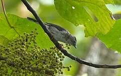 Minla à ailes bleues