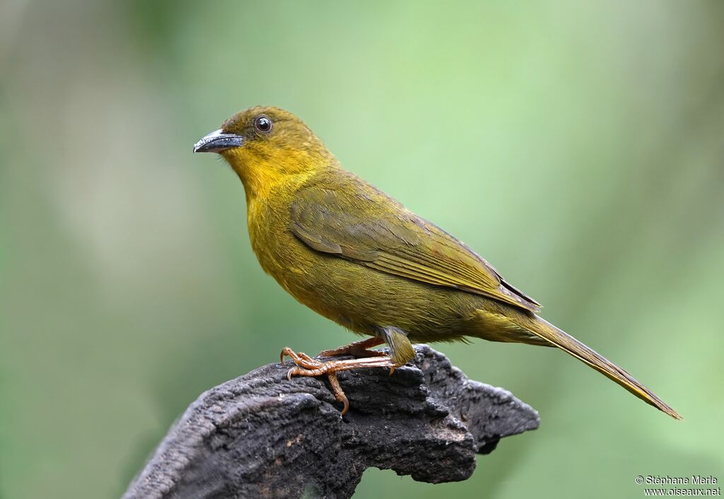 Mitrospin viréon adulte