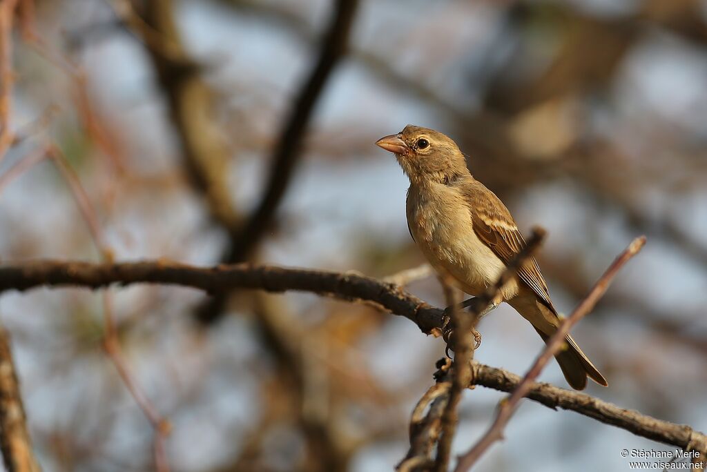 Yellow-spotted Bush Sparrow