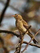 Yellow-spotted Bush Sparrow