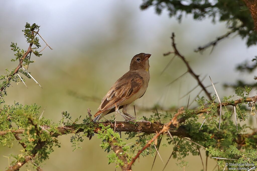 Yellow-spotted Bush Sparrow