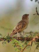 Yellow-spotted Bush Sparrow