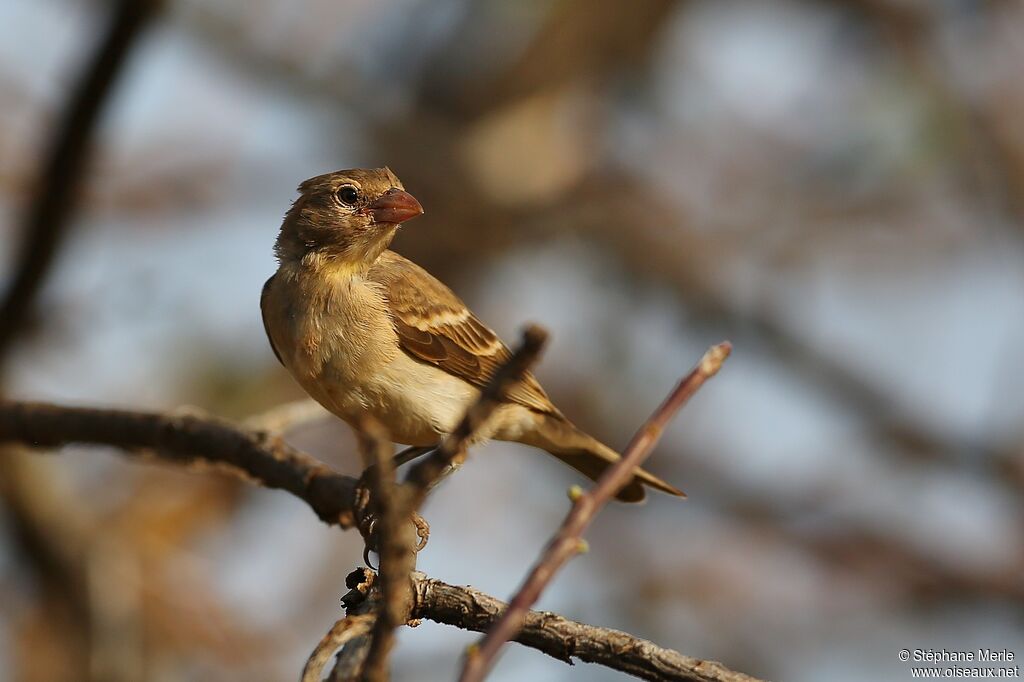 Yellow-spotted Bush Sparrowadult