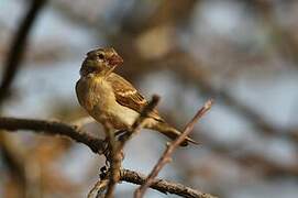 Yellow-spotted Bush Sparrow