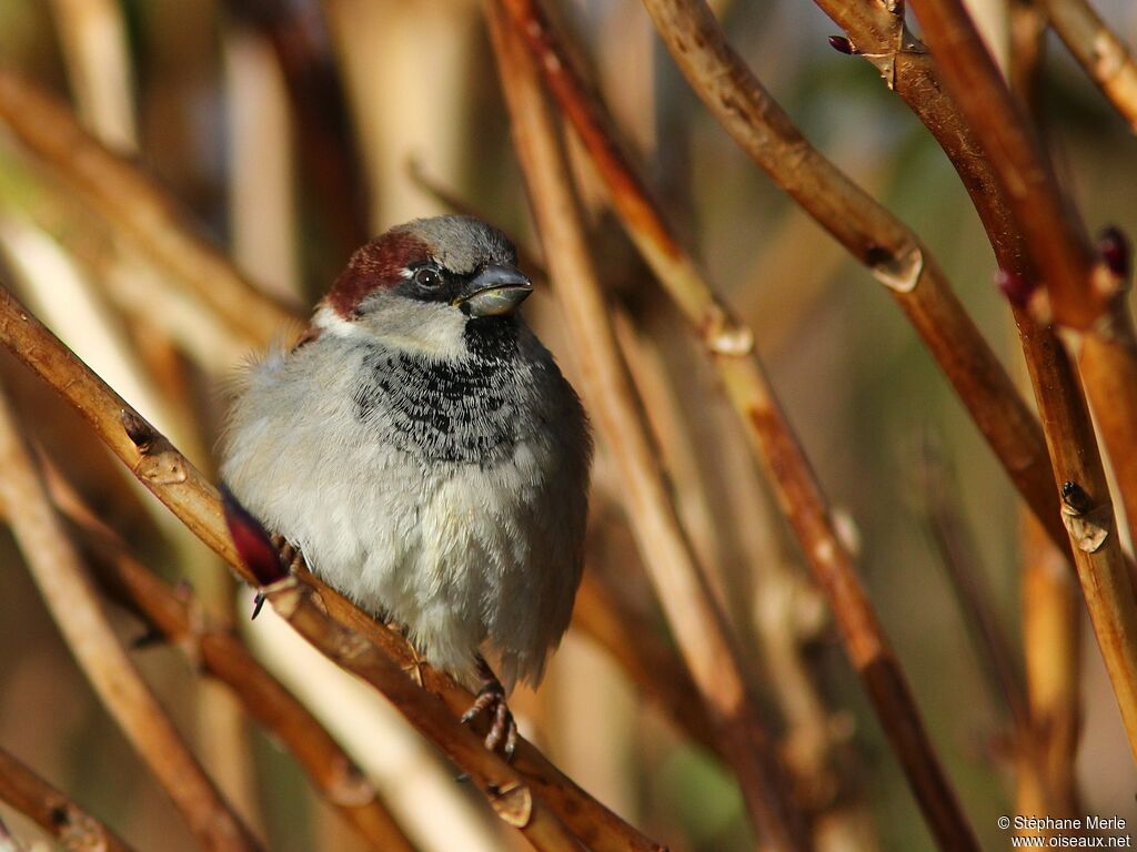 House Sparrow male