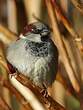 Moineau domestique