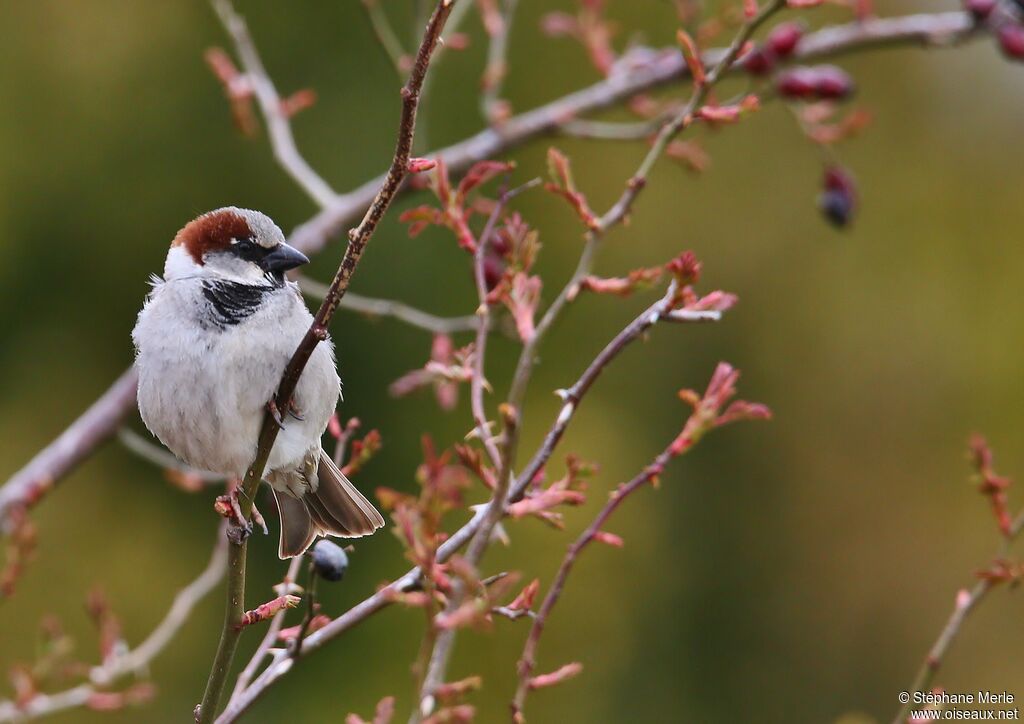 House Sparrow male