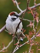 House Sparrow