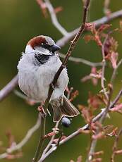 Moineau domestique