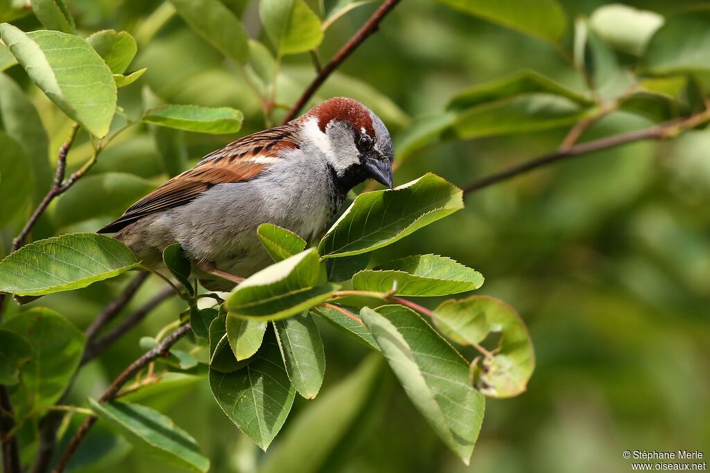 House Sparrow male