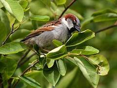 Moineau domestique