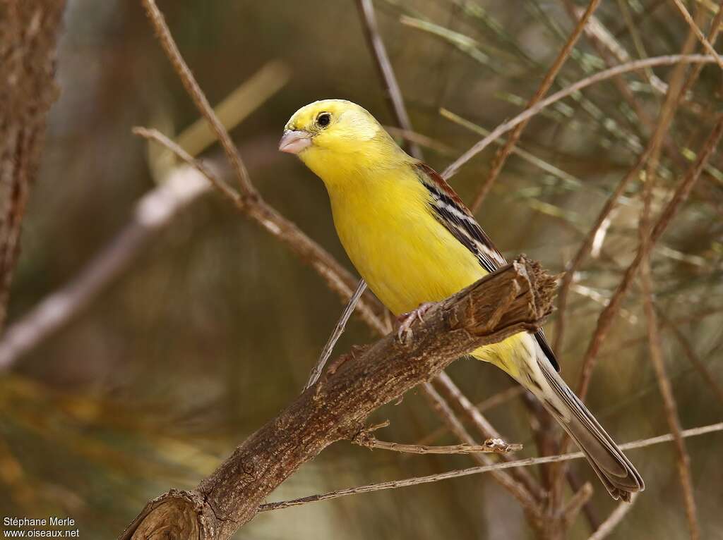 Sudan Golden Sparrow male adult, close-up portrait, pigmentation