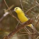 Moineau doré