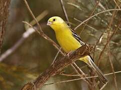 Sudan Golden Sparrow