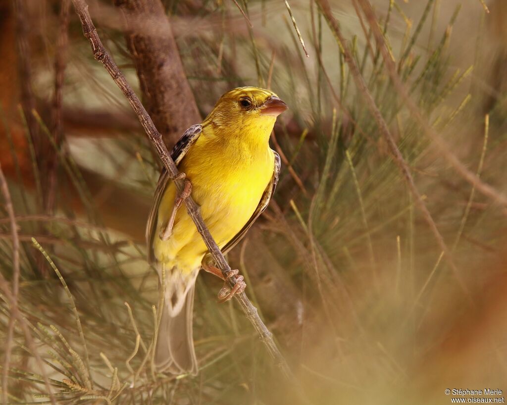 Moineau doré mâle