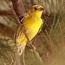 Moineau doré