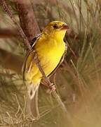 Sudan Golden Sparrow