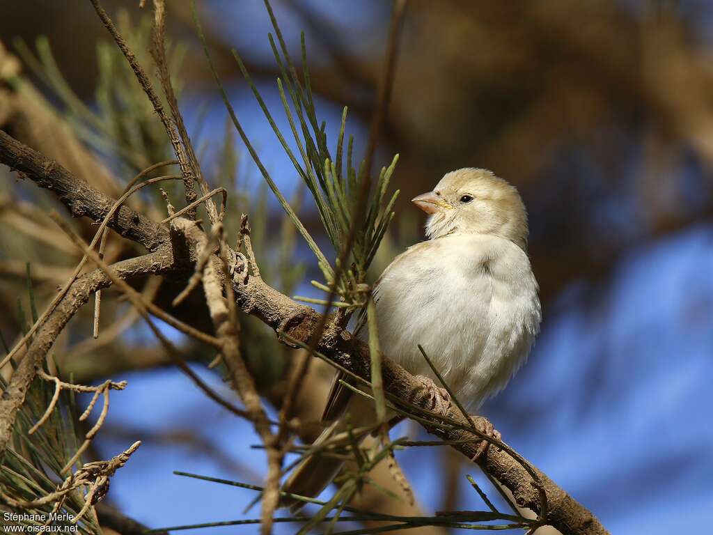 Sudan Golden Sparrow female adult, close-up portrait