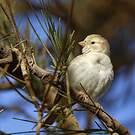 Moineau doré
