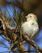 Sudan Golden Sparrow