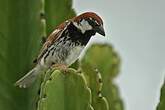 Moineau espagnol