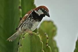 Moineau espagnol