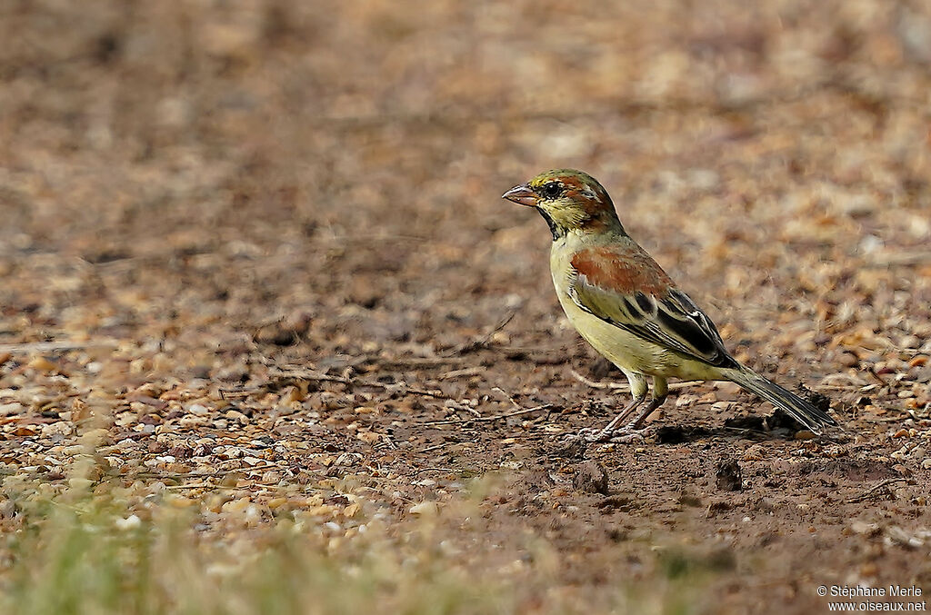 Moineau flavéole mâle adulte