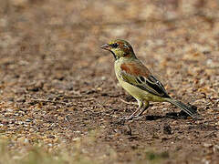 Plain-backed Sparrow