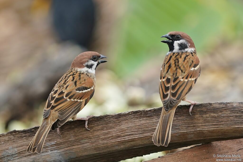 Eurasian Tree Sparrow