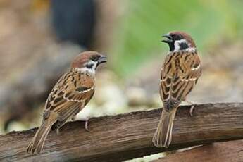 Moineau friquet