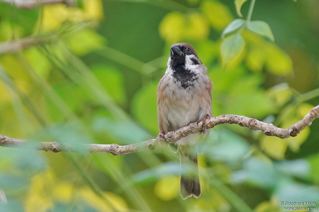 Moineau friquet mâle adulte