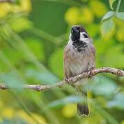 Eurasian Tree Sparrow