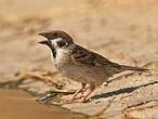 Moineau friquet