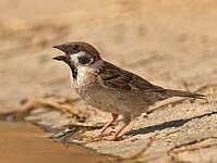 Moineau friquet