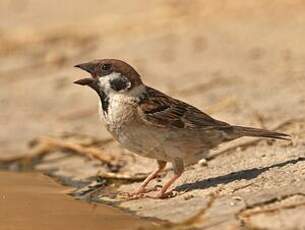 Moineau friquet