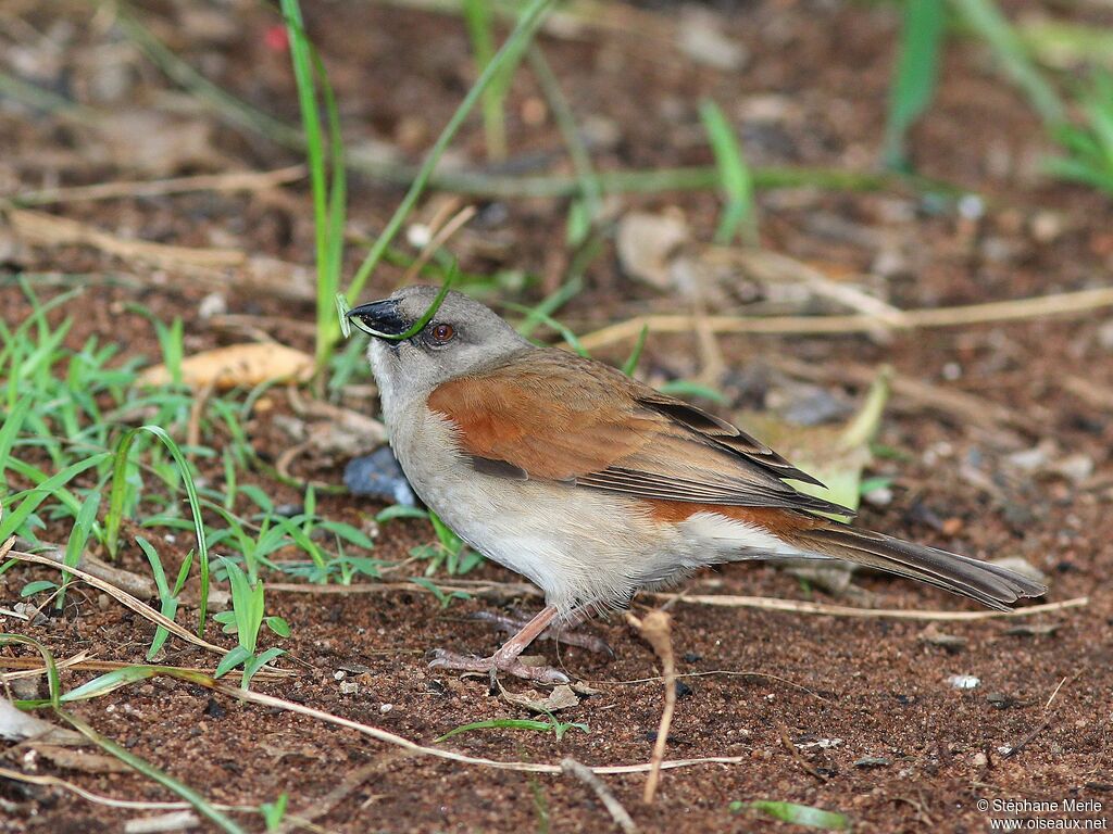 Northern Grey-headed Sparrowadult