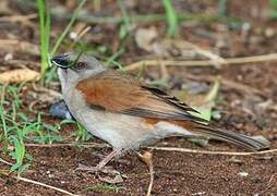 Northern Grey-headed Sparrow