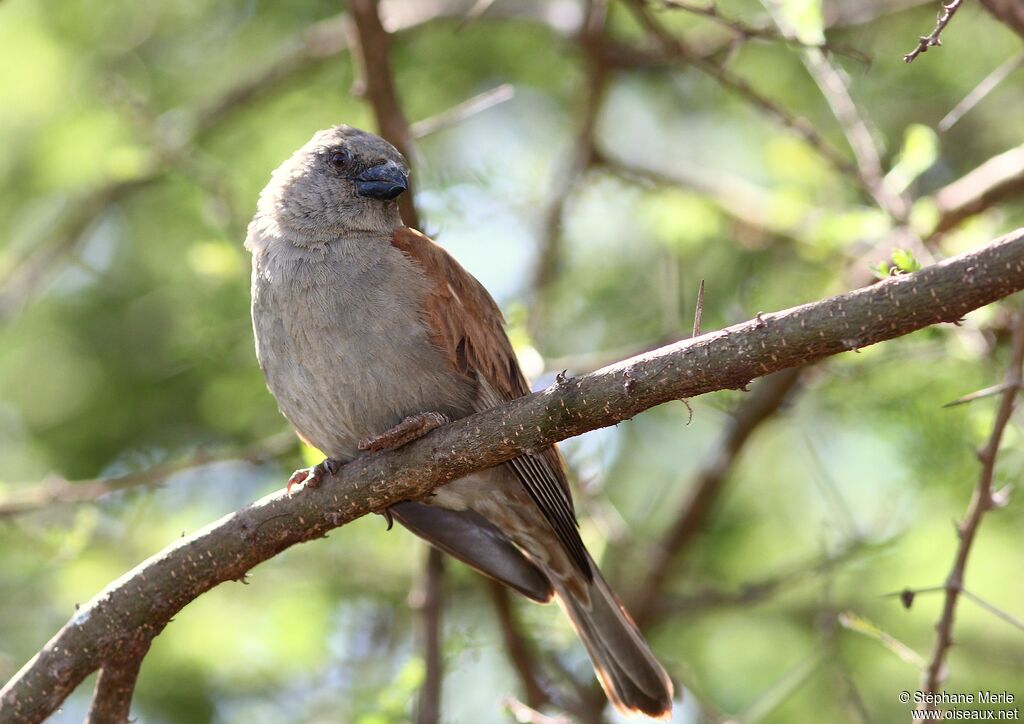 Moineau gris