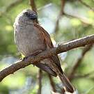 Moineau gris