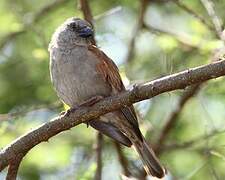 Northern Grey-headed Sparrow