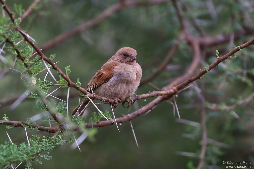 Moineau grisadulte