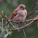 Moineau gris
